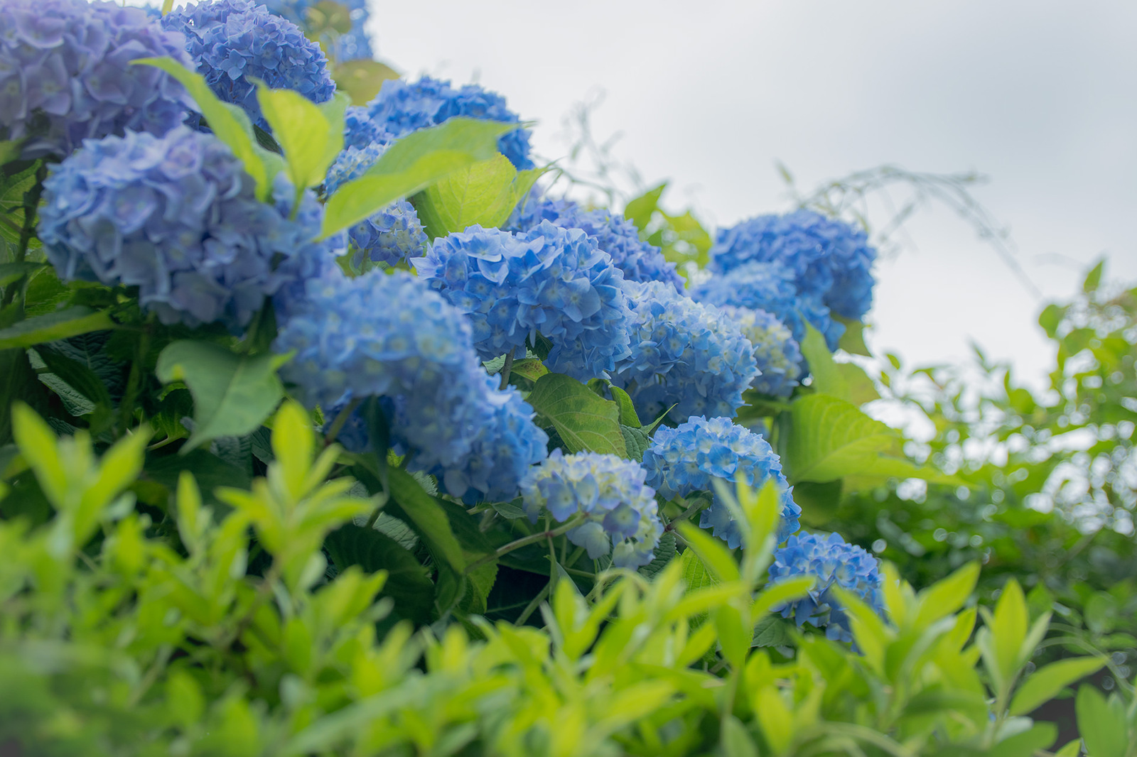 村を彩る紫陽花