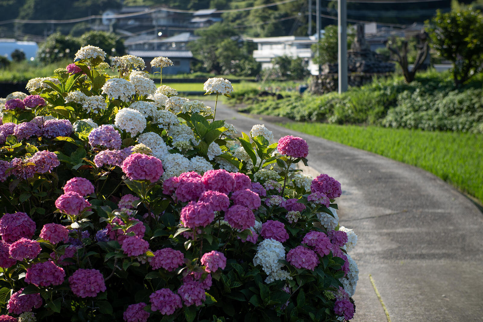 梅雨時期の晴れ間に輝く紫陽花