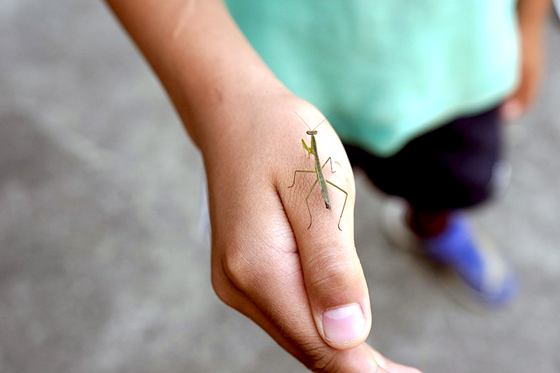 カマキリ