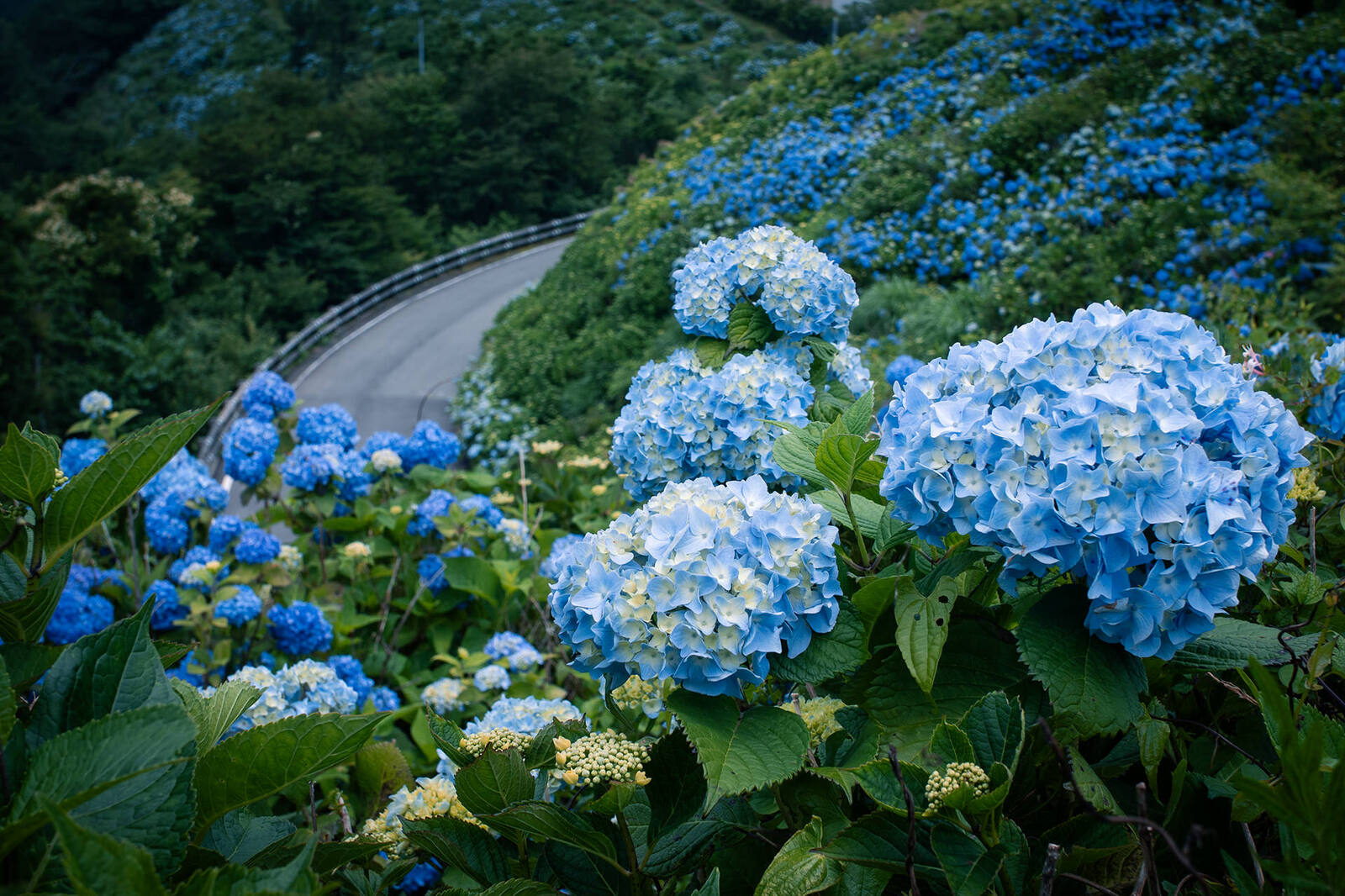 天空を染める紫陽花