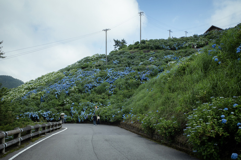 4年ぶりのさなごうちあじさい祭り