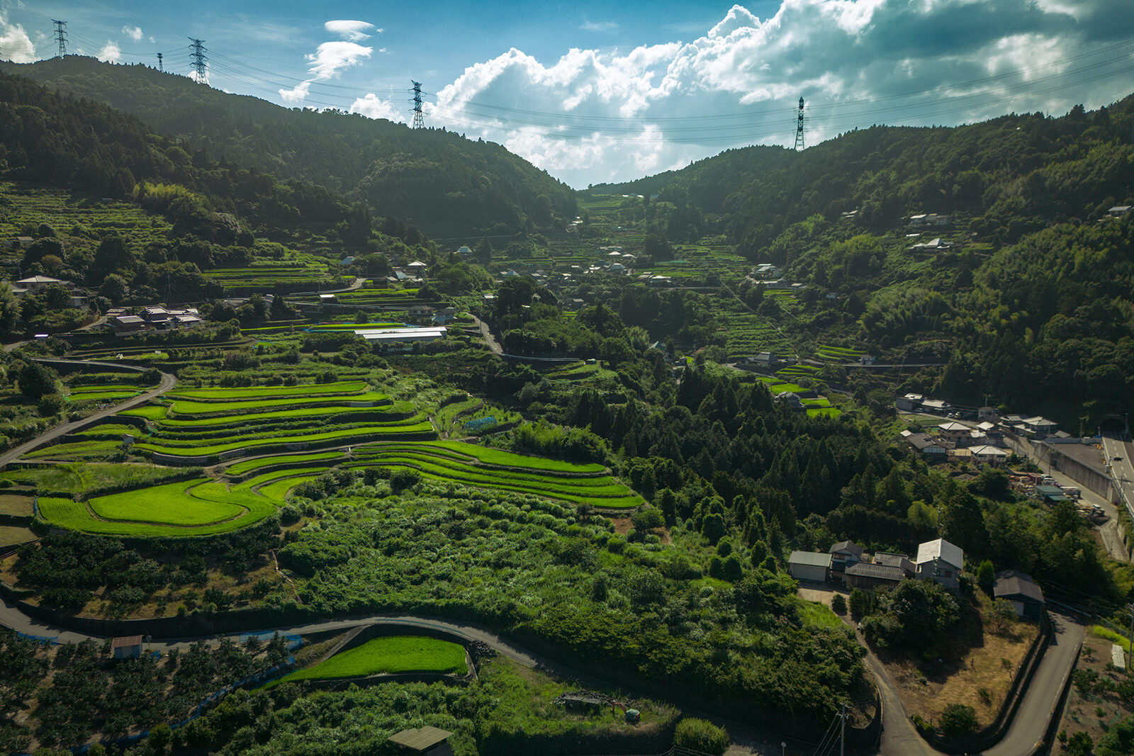 真夏の棚田風景