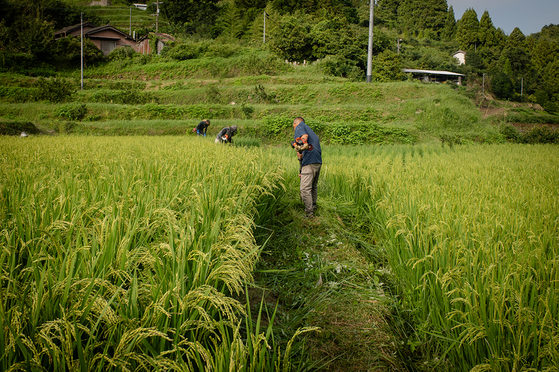 下嵯峨の田んぼの草刈り