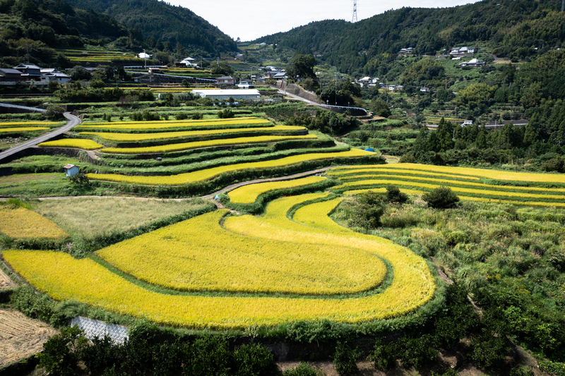 佐那河内村の棚田