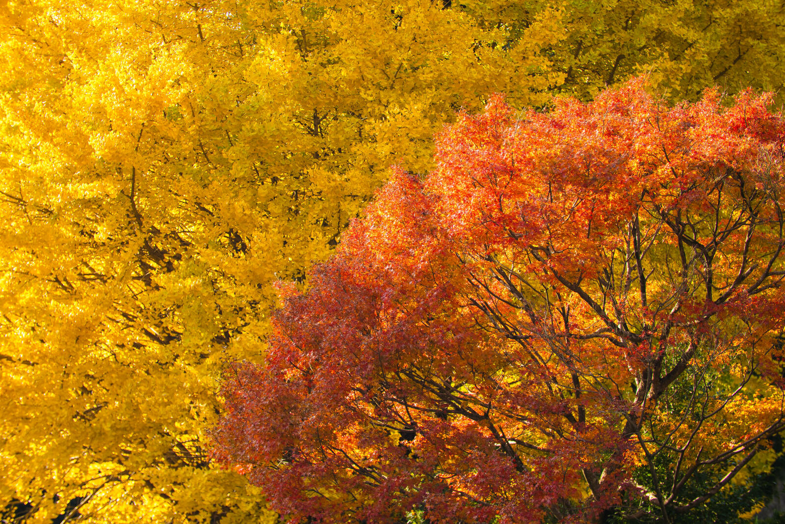 大宮神社の紅葉