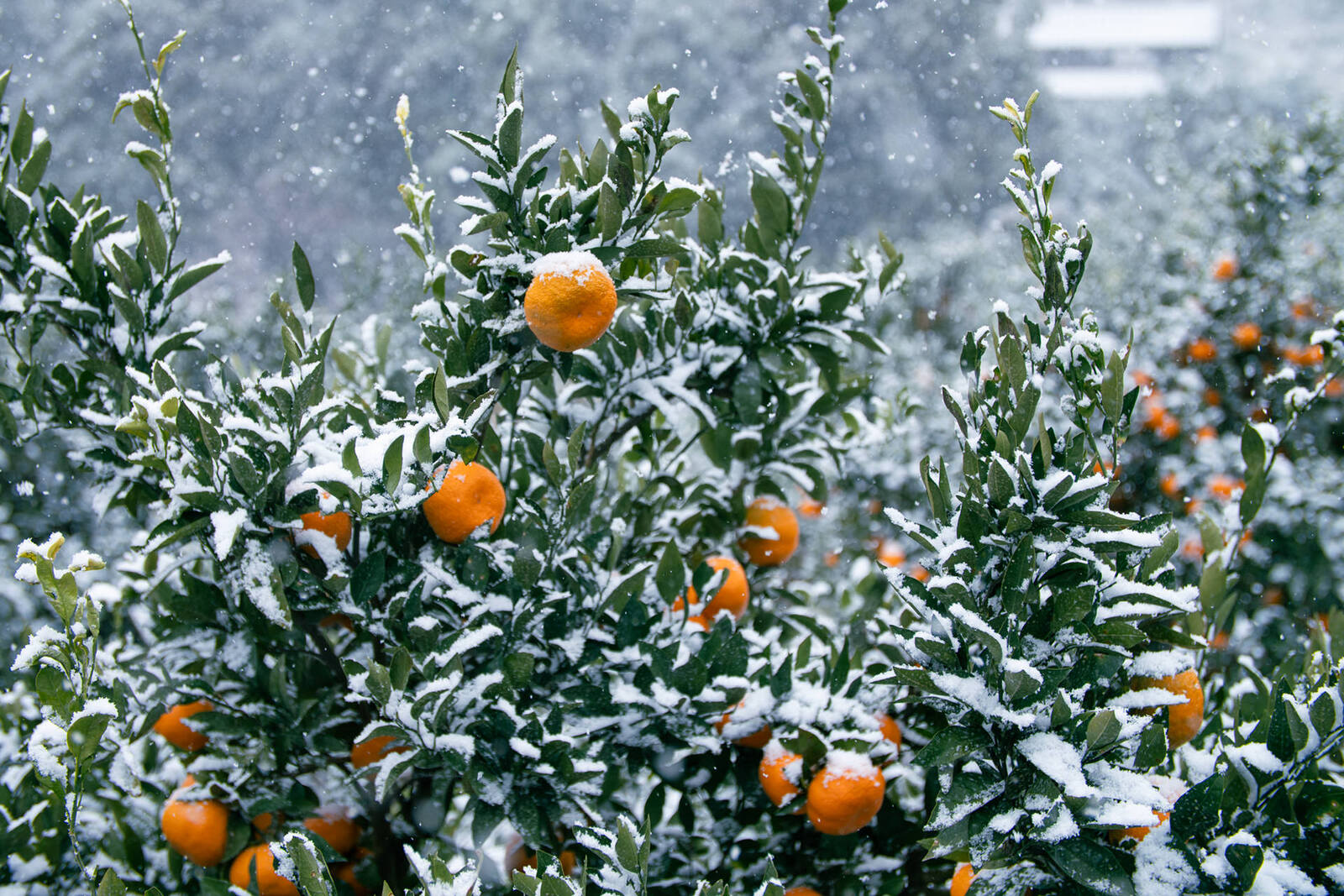 みかんの雪化粧