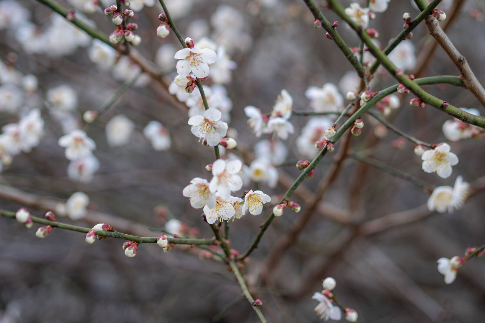 咲き始める桃の花