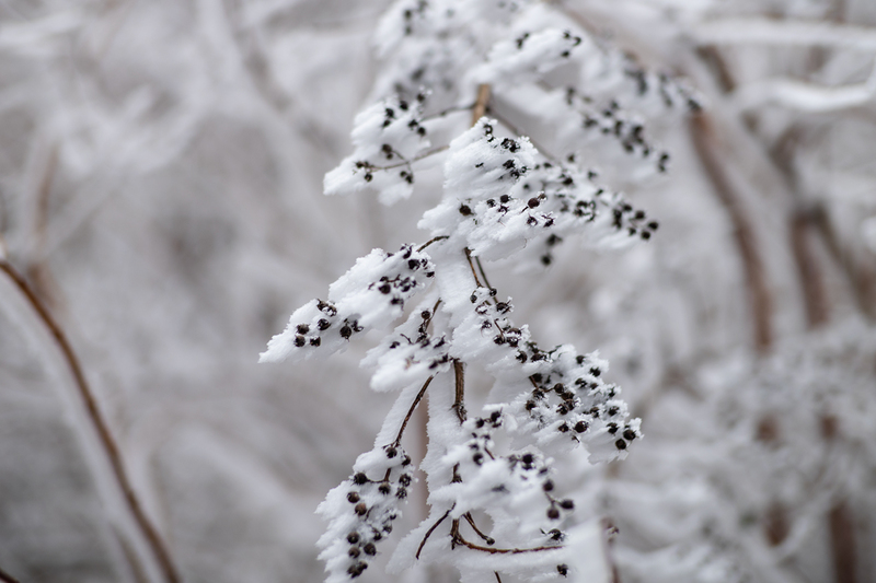 旭ヶ丸野 朝の雪景色