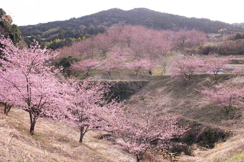 河津・蜂須賀桜