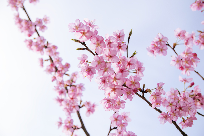 河津・蜂須賀桜