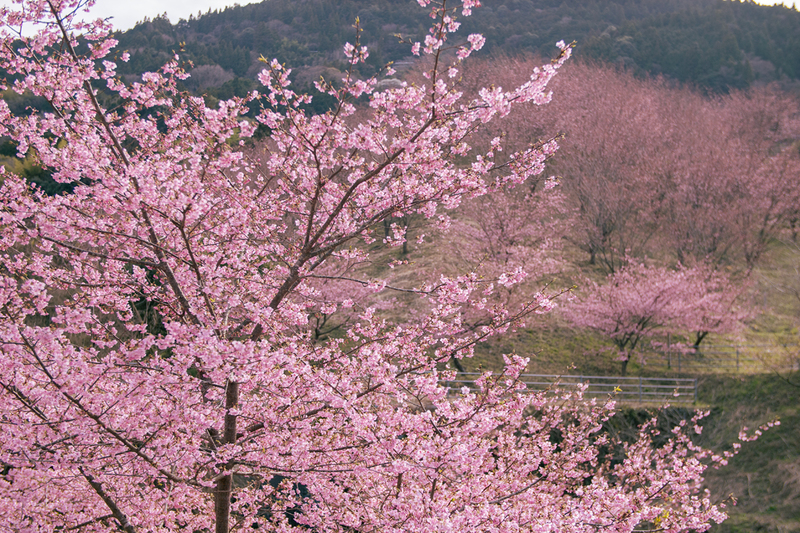 河津・蜂須賀桜