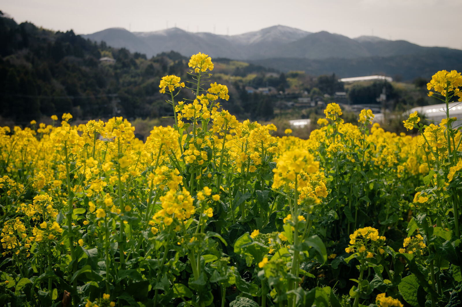 旭ヶ丸を見上げる菜の花畑