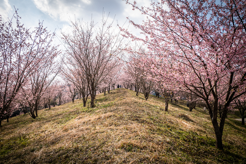 満開見頃 府能の河津・蜂須賀桜