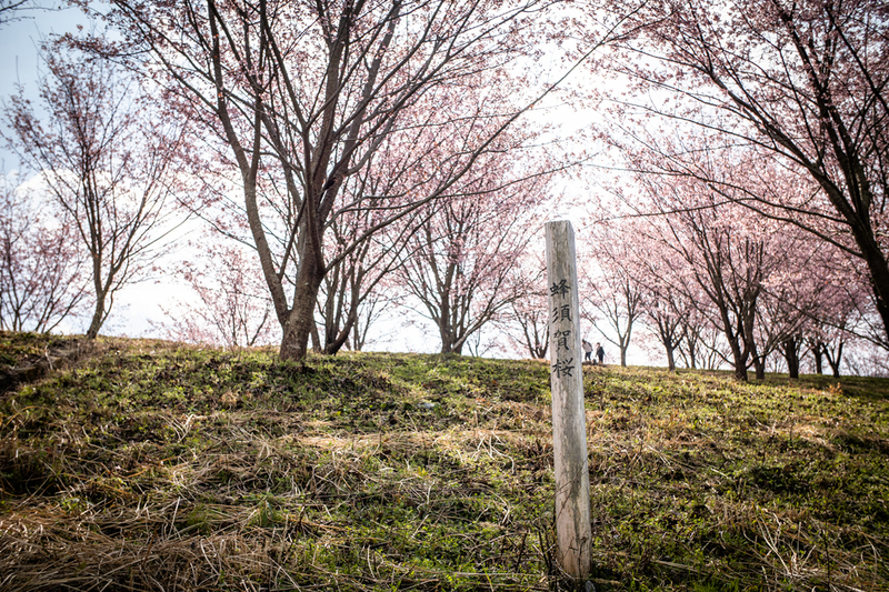 満開見頃 府能の河津・蜂須賀桜