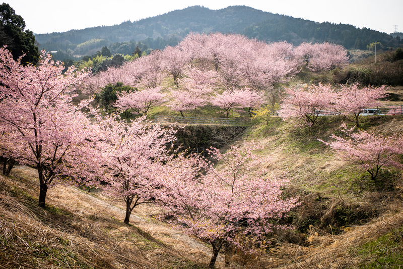 満開見頃 府能の河津・蜂須賀桜