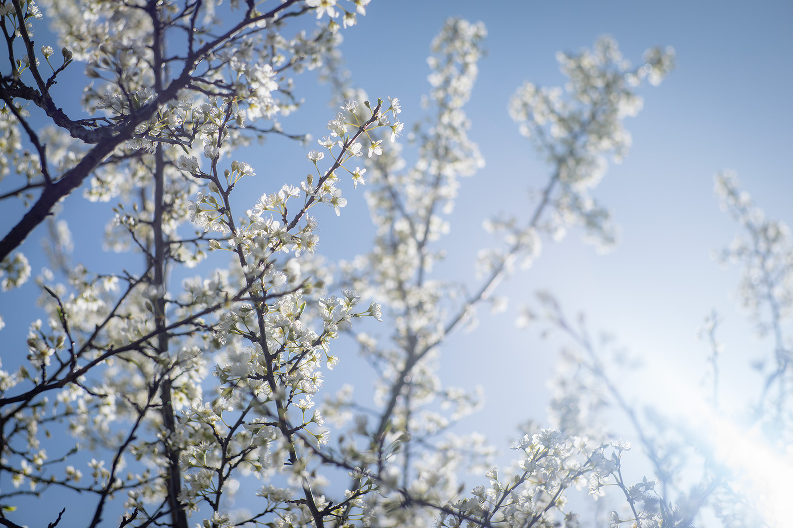 青空に咲く梅の花