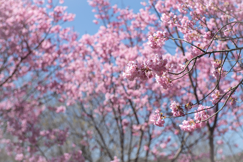 村の桜の季節、まもなく