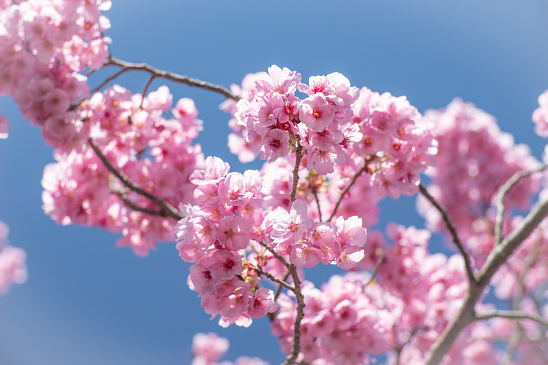 村の桜の季節、まもなく