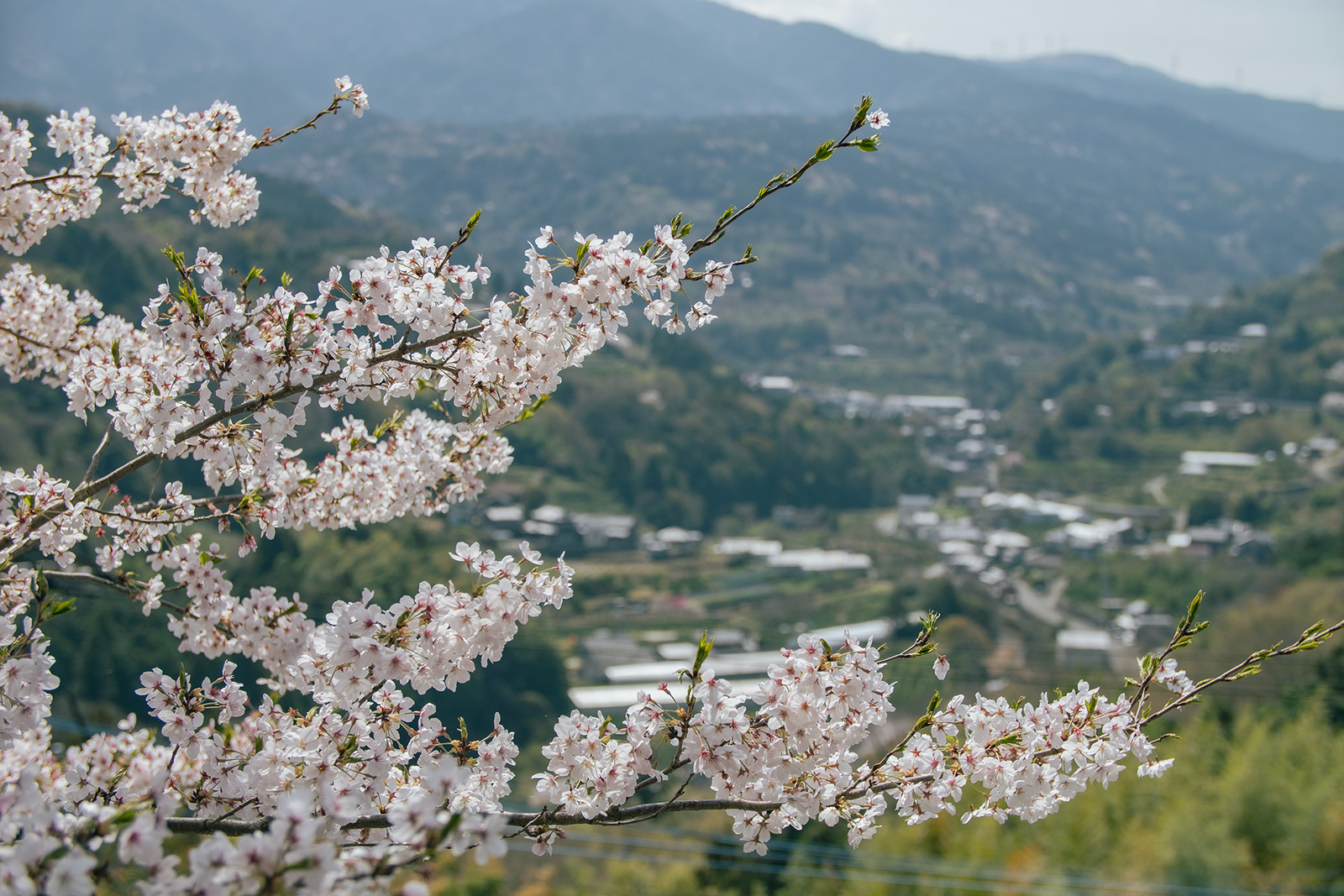 嵯峨地区と桜