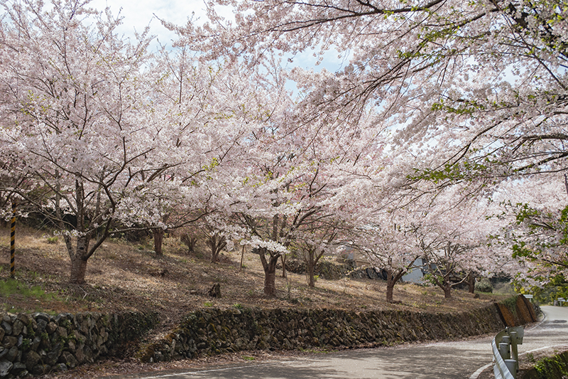 御間都比古神社の桜