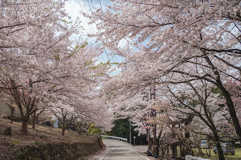 御間都比古神社の桜