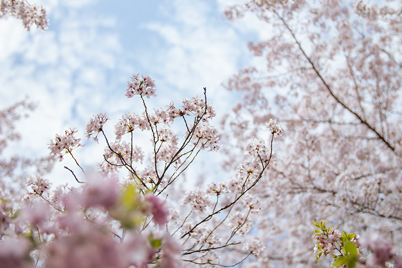 御間都比古神社の桜