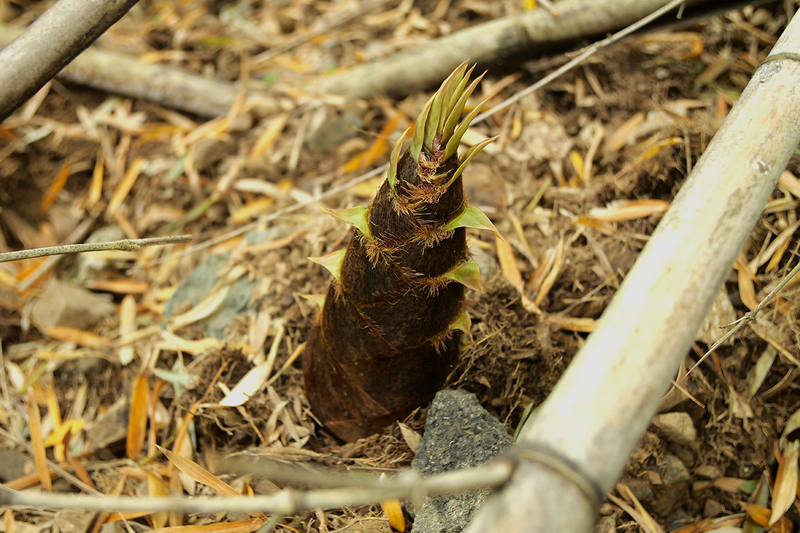 佐那河内村タケノコ