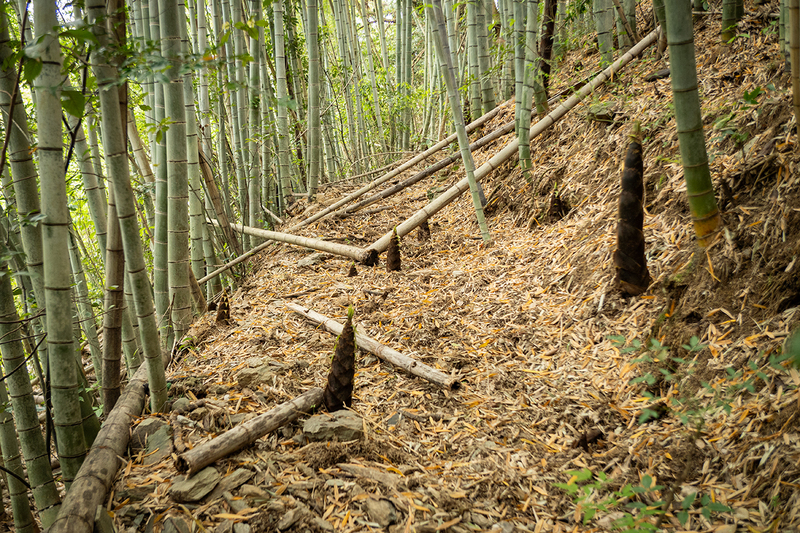 佐那河内村タケノコ