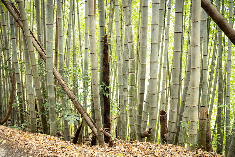 佐那河内村タケノコ