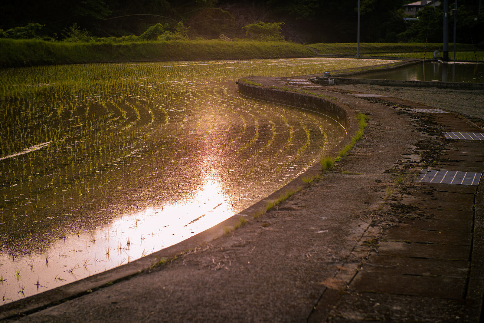 村の夕暮れと水田