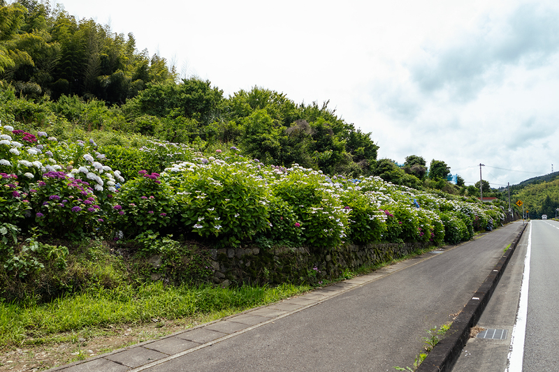佐那河内村の紫陽花満開