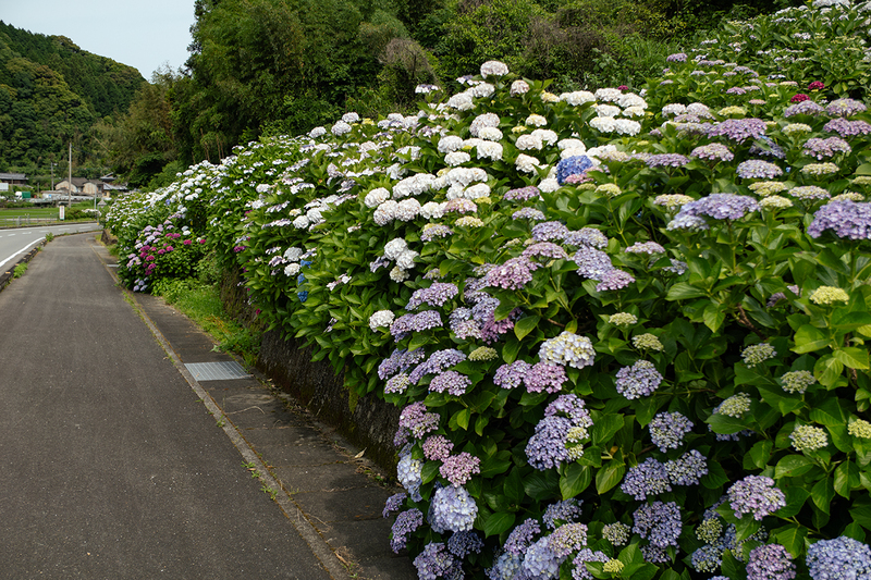 佐那河内村の紫陽花満開