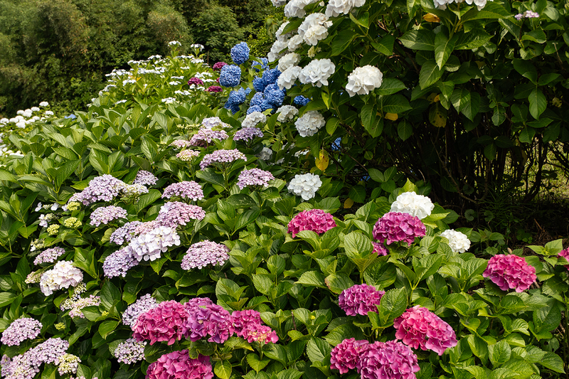 佐那河内村の紫陽花満開