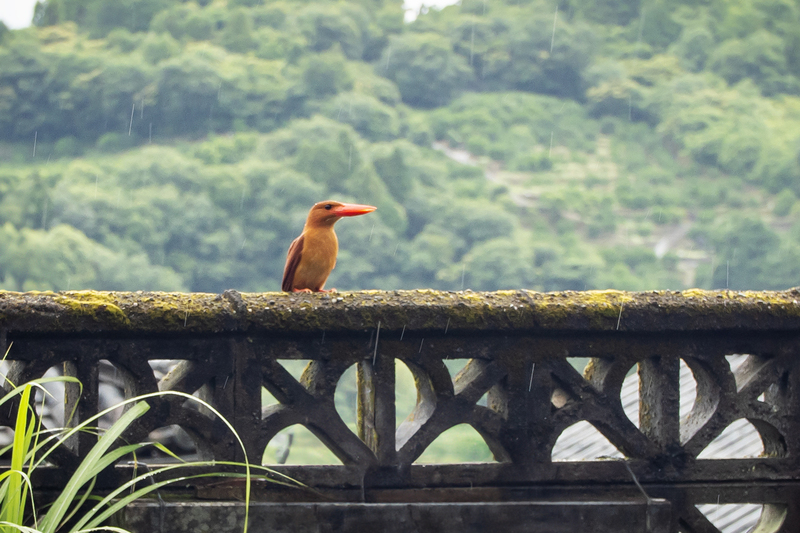 佐那河内村のアカショウビン