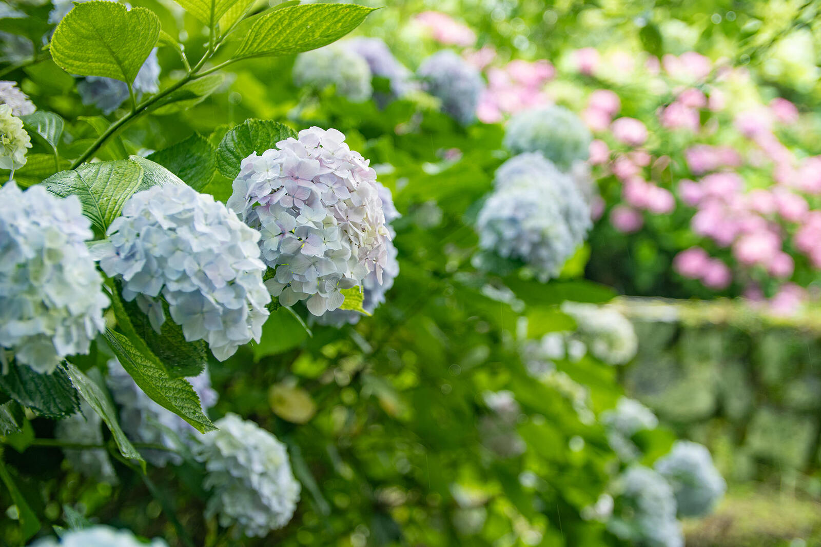 村の梅雨の紫陽花