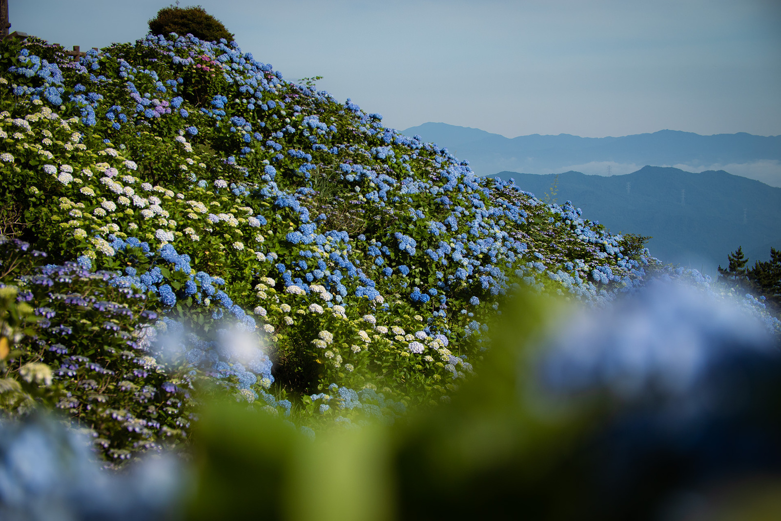 紫陽花の山頂 大川原高原