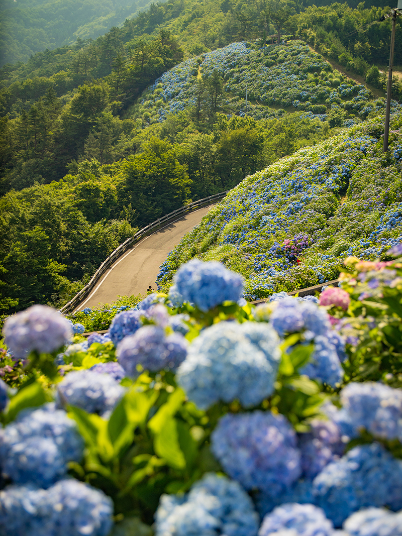 大川原高原の紫陽花
