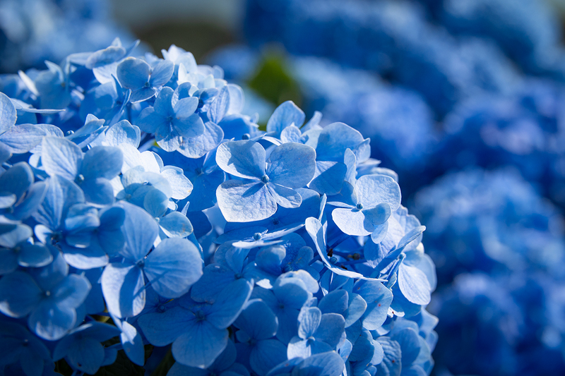 大川原高原の紫陽花
