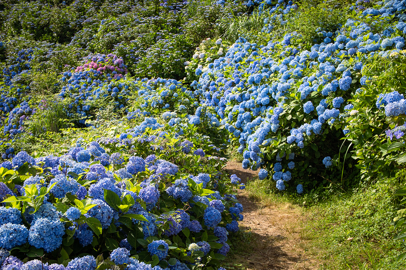 大川原高原の紫陽花