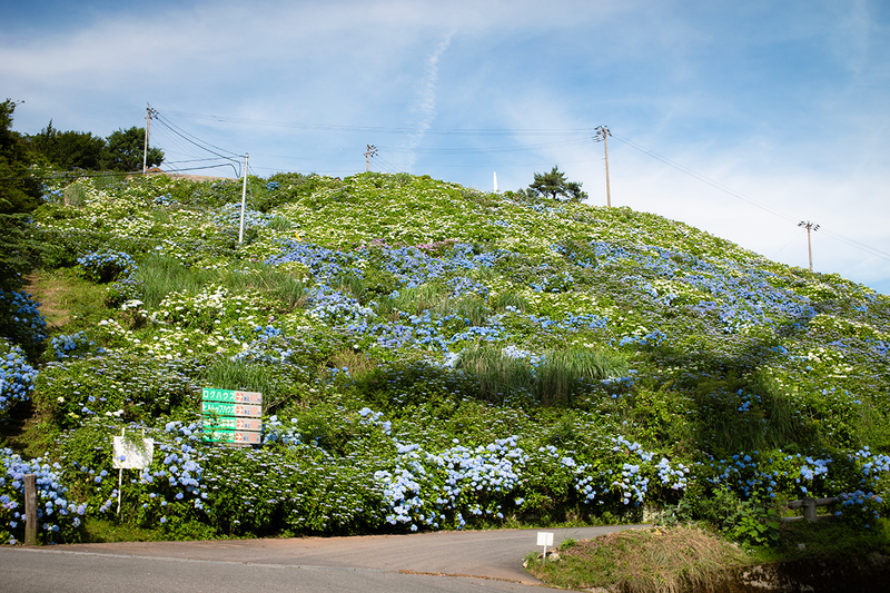 大川原高原の紫陽花