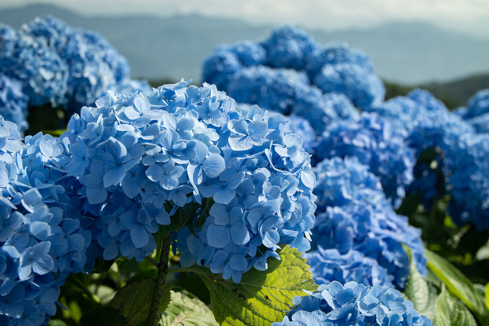 大川原高原の紫陽花