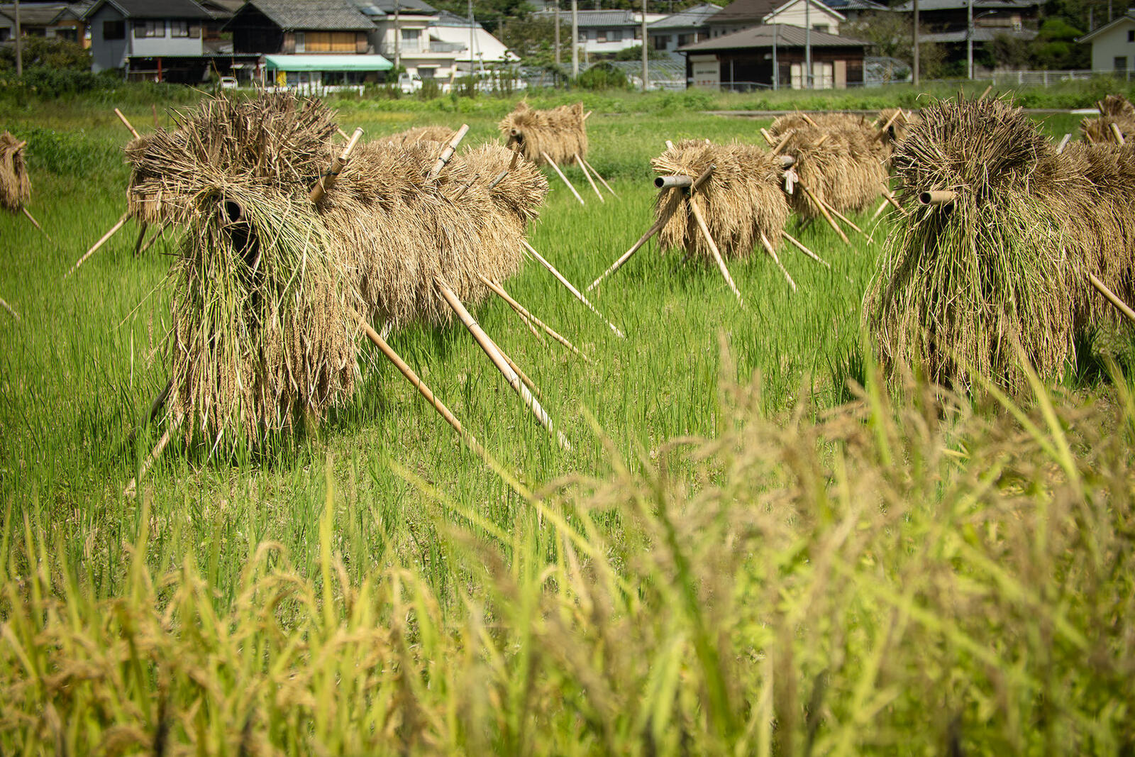 菅沢地区のはざかけ