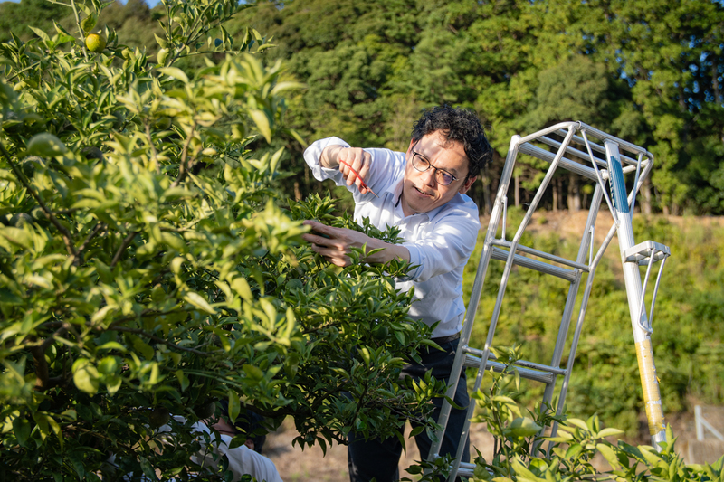 佐那河内村役場のすだち収穫