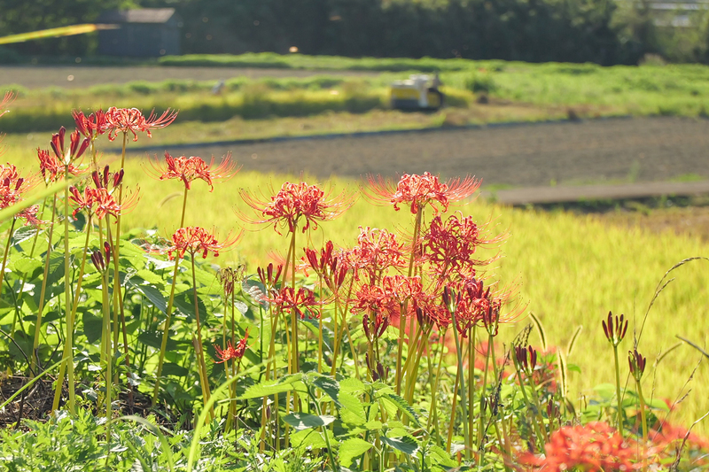 秋晴れの下の田園風景