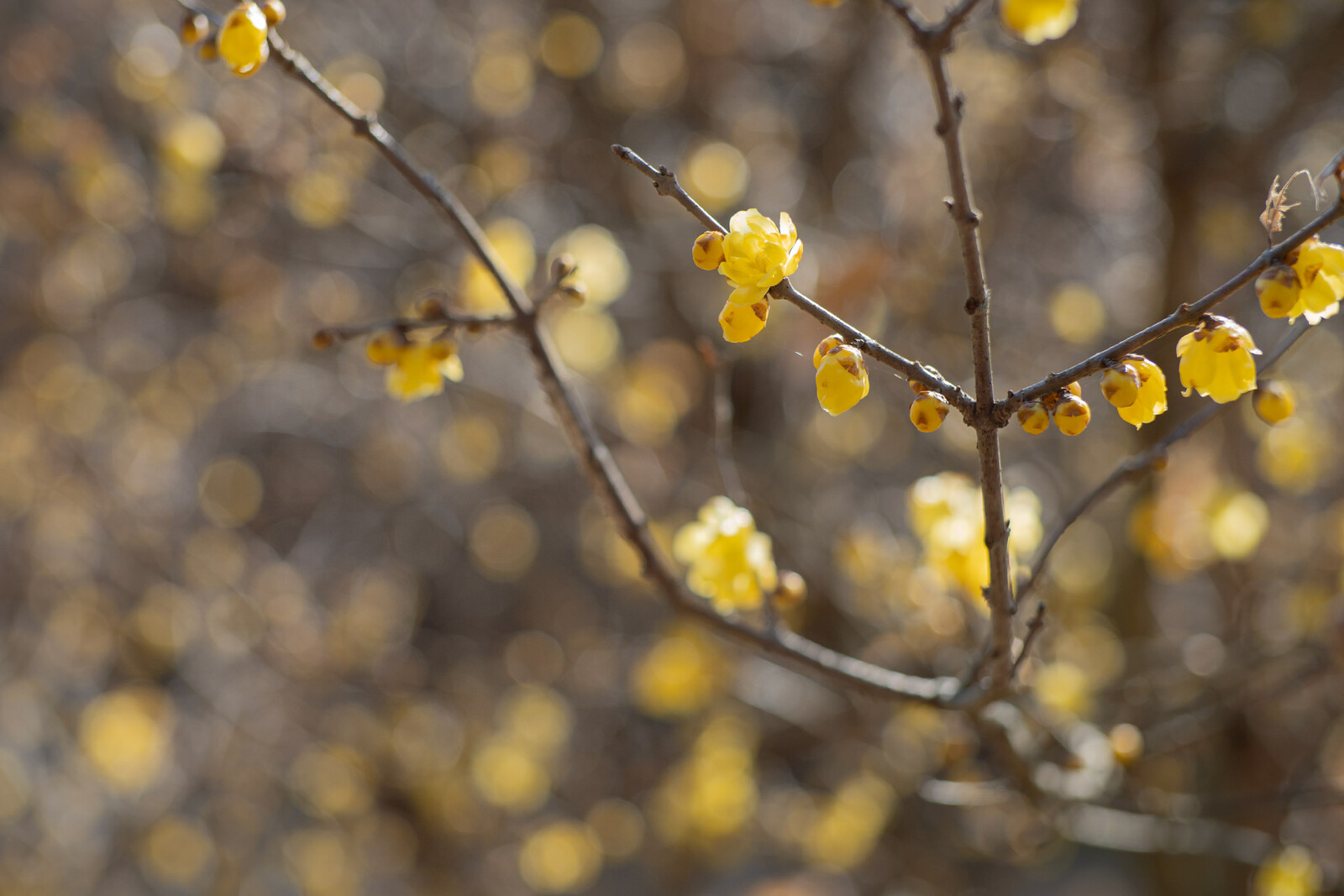 早春を伝える蝋梅の開花