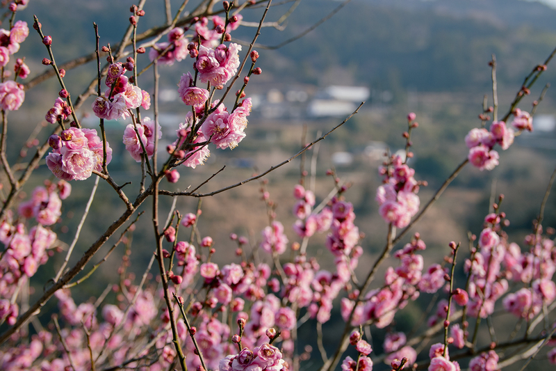 一斉に開花する梅
