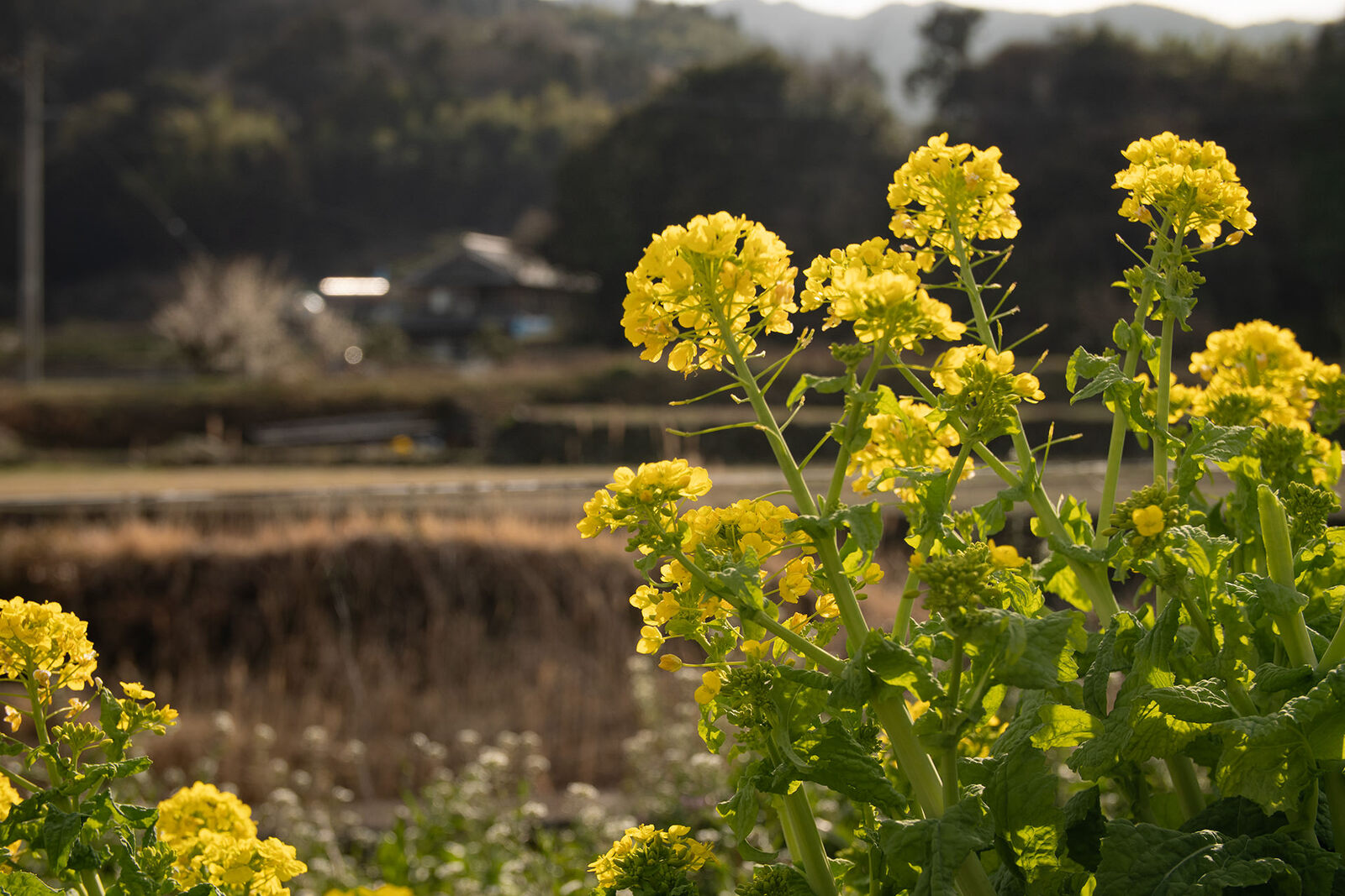 菜の花と村の夕暮れ前