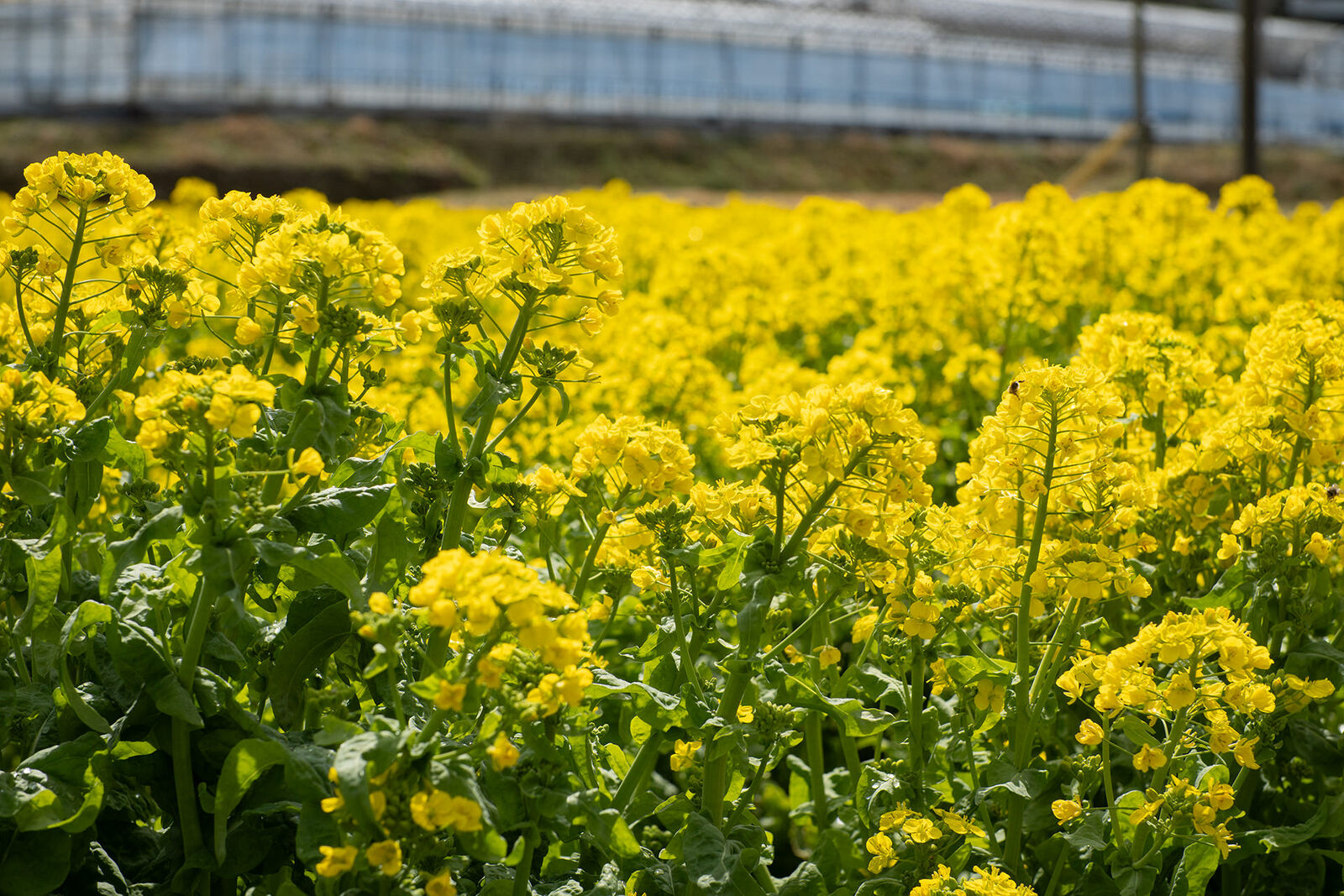 菜の花が覆う川沿いの畑