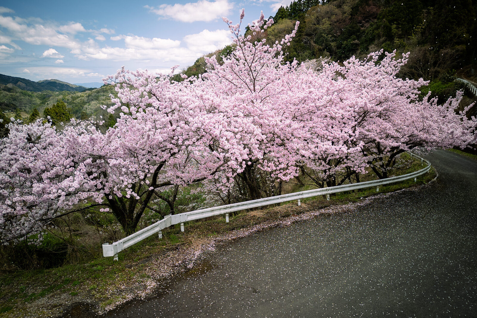 山上の桜並木