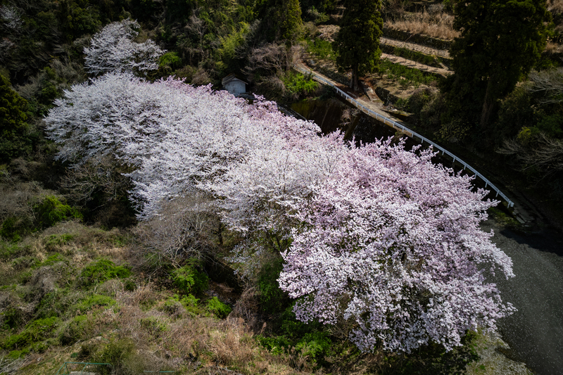 東山の桜並木